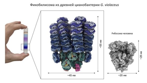 Российские биохимики расшифровали структуру светособирающих комплексов древних цианобактерий