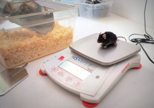 Патологии печени можно лечить диетой, считают ученые ФИЦ питания и биотехнологии