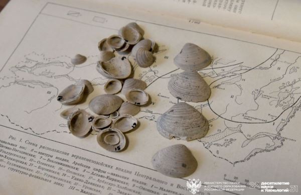 Новый вид ископаемых моллюсков найден в Сибири