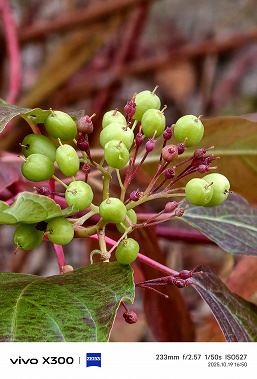 Появилось сравнение съемки Vivo X300 и Samsung Galaxy S25 Ultra — разница видна очень хорошо