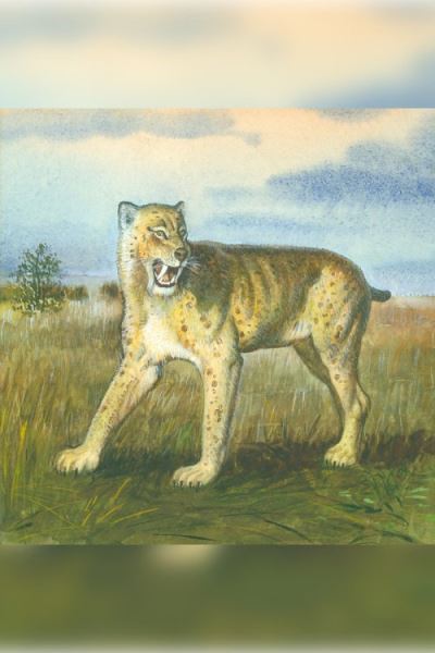 Тысячелетний детеныш: в чем уникальность бадярихской мумии саблезубого котенка