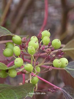 Появилось сравнение съемки Vivo X300 и Samsung Galaxy S25 Ultra — разница видна очень хорошо