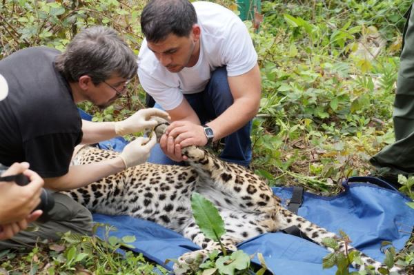 «В Приэльбрусье происходит настоящая вакханалия»