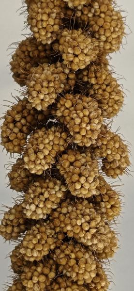 Появилось сравнение съемки Vivo X300 и Samsung Galaxy S25 Ultra — разница видна очень хорошо