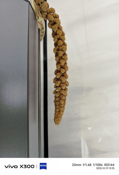 Появилось сравнение съемки Vivo X300 и Samsung Galaxy S25 Ultra — разница видна очень хорошо