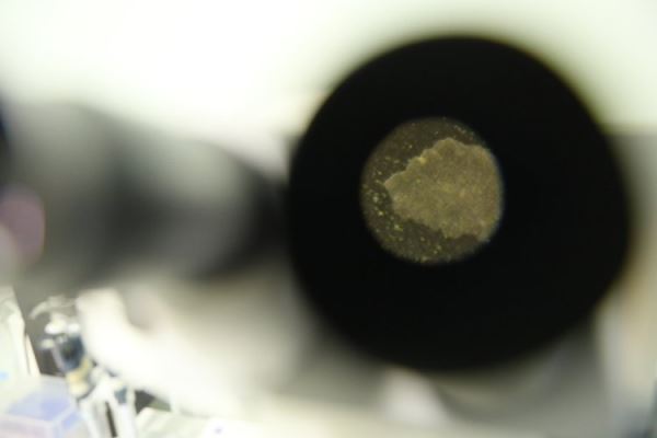 Живые реликты, механика памяти и эволюция нервной системы. Студенческий тур в ИВНД и НФ РАН