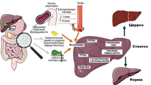 Патологии печени можно лечить диетой, считают ученые ФИЦ питания и биотехнологии
