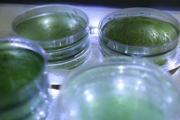 Живые реликты, механика памяти и эволюция нервной системы. Студенческий тур в ИВНД и НФ РАН