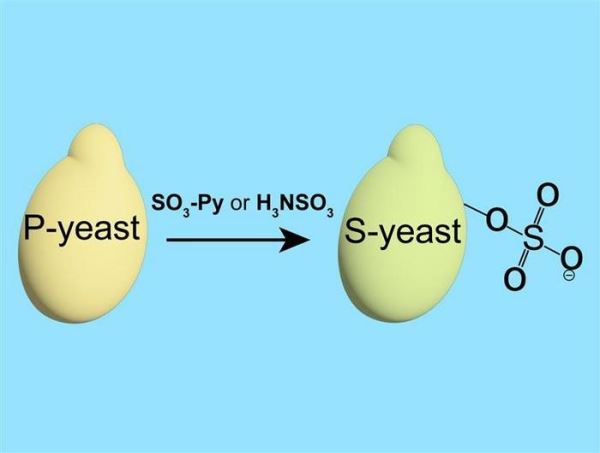 Дрожжи могут решить проблему редкоземельных металлов