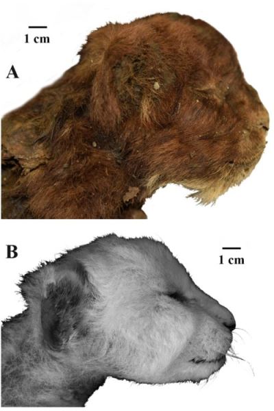 Тысячелетний детеныш: в чем уникальность бадярихской мумии саблезубого котенка