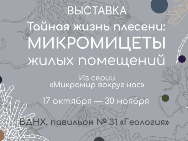 В Биомузее открывается новая выставка «Тайная жизнь плесени: микромицеты жилых помещений»