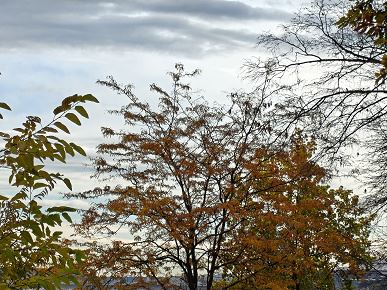 Так снимает OnePlus 15, у которого больше нет камеры Hasselblad. Опубликованы реальные фото со всех камер, 120-кратным зумом и примерами ночной съемки