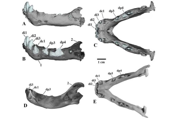 Тысячелетний детеныш: в чем уникальность бадярихской мумии саблезубого котенка