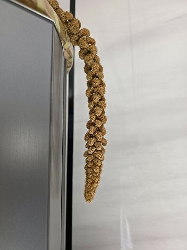 Появилось сравнение съемки Vivo X300 и Samsung Galaxy S25 Ultra — разница видна очень хорошо