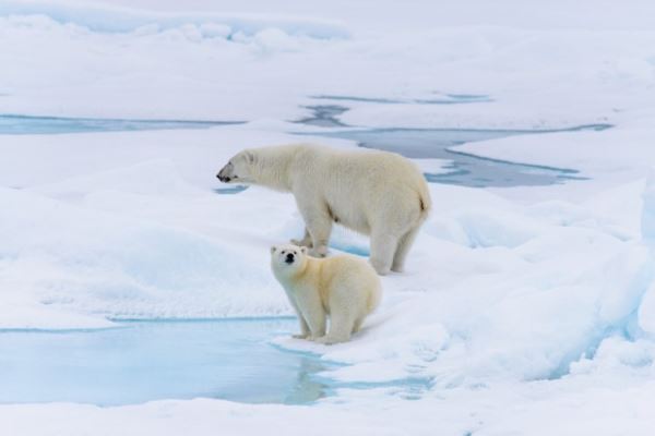 Роль белых медведей в питании арктических видов