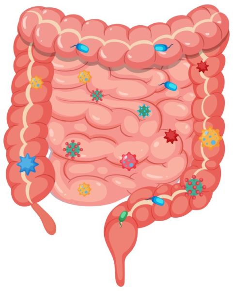 Может ли здоровый кишечник улучшить психическое состояние?