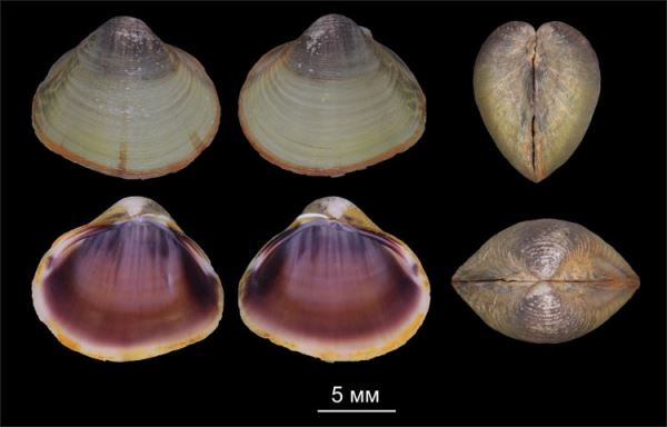Ревизия моллюсков-корбикул помогла открыть два новых вида
