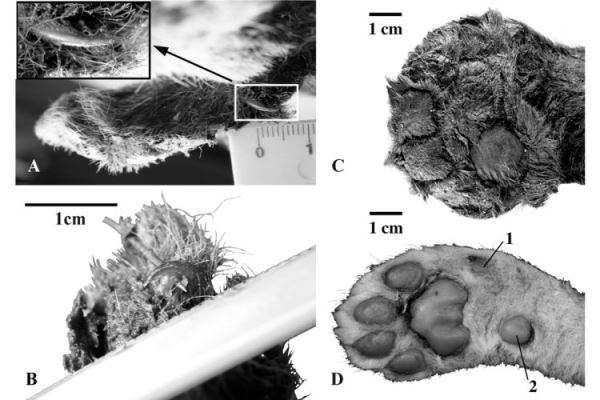 Тысячелетний детеныш: в чем уникальность бадярихской мумии саблезубого котенка