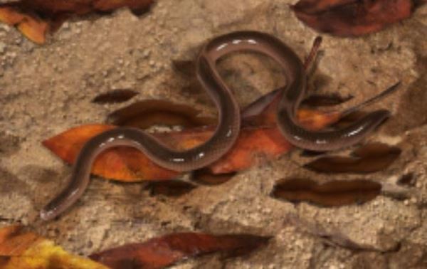 Как крошечная змея может изменить наш взгляд на генетику