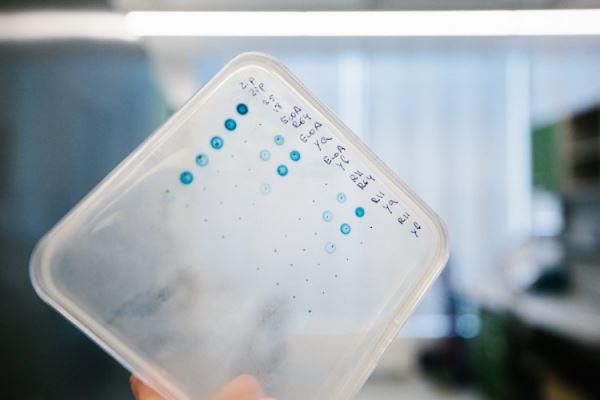 Вирусы против бактерий: как гонка длиной в миллиарды лет может помочь людям? Интервью с биологом Артемом Исаевым