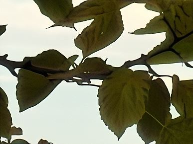 Так снимает OnePlus 15, у которого больше нет камеры Hasselblad. Опубликованы реальные фото со всех камер, 120-кратным зумом и примерами ночной съемки