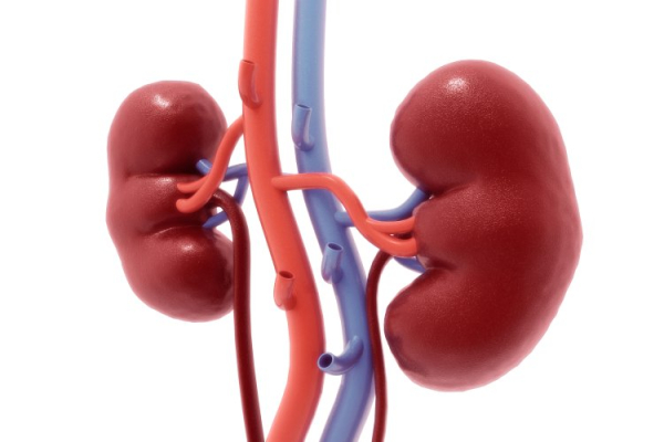 Как молекула РНК в почках запускает смертельно опасное заболевание